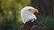 Approach to the head of an Bald Eagle seen from the front looking to the right with unfocused trees background. Scientific name: