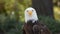 Approach to the head of an Bald Eagle seen from front looking towards the camera with background of unfocused trees. Scientific