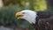 Approach to the head of an Bald Eagle seen from the side with the beak open with background of defocused trees. Scientific name: