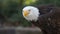 Approach to the head of an Bald Eagle seen from the side facing the camera with the background of unfocused trees. Scientific name