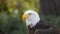 Approach to the head of an Bald Eagle seen from the side with unfocused trees background. Scientific name: Haliaeetus