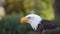 Approach to the head of an Bald Eagle seen from the side with unfocused trees background. Scientific name: Haliaeetus