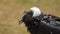 Approach to the head of a female Andean condor seen in profile with background of out of focus plants. Scientific name: Vultur