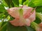 approach to light pink brugmansia flower in a garden