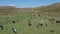 Approaching and flying over herd of cows on grazing. Aerial drone footage