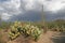 Approaching Rain Clouds - Sonora Desert