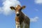 Approaching red pied cute calf, looking out of the picture, under a blue sky with white clouds