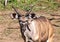 Approximately 12 month old Nyala male near the Chobe river in Botswana