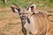 Approximately 12 month old Nyala male near the Chobe river in Botswana