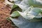 Approximation of the mullein plant on the leaves