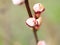 apricot, apricot bud, spring, apricot blossom, unopened flower,macro photography