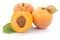 Apricot apricots fruit fresh fruits on white