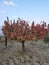 Apricot in autumn golden  nice leaves