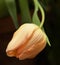 Apricot Beauty Tulip, sweetly scented, early blooming tulip, with soft apricot flowers