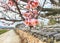 Apricot Blooming on the roof tile of Korean Traditional House in Slow city Changpyeong, Damyang, Jeonnam, South Korea, Asia