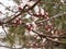 Apricot blossom on the street of a small town. Light pink fragrant fruit flowers on a tree branch on a sunny spring day