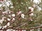 Apricot blossom on the street of a small town. Light pink fragrant fruit flowers on a tree branch on a sunny spring day