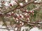 Apricot blossom on the street of a small town. Light pink fragrant fruit flowers on a tree branch on a sunny spring day