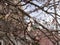 Apricot blossom on the street of a small town. Light pink fragrant fruit flowers on a tree branch on a sunny spring day