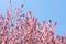 Apricot blossom on a sunny day, the arrival of spring, the blossoming of trees, pink buds on a tree, natural wallpaper