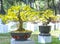 Apricot bonsai tree blooming in spring