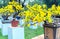 Apricot bonsai tree blooming with yellow flowering branches curving create unique beauty