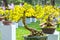 Apricot bonsai tree in spring bloom