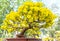 Apricot bonsai tree stretched spring bloom sky