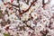 Apricot branch with abundant blossom on blurred background_