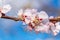 Apricot branch blossoms in spring against a blue sky