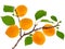 Apricot branch with fruits and leaves