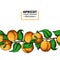 Apricot branch seamless border. Hand drawn isolated fruit. Summer food illustration.