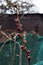 Apricot buds on a blurred background. Symbol of the arrival of spring. Delicate pink buds on the branches