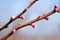 Apricot buds on blurred blue sky background in spring