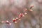 Apricot buds on a natural blurred background will soon bloom in magnificent flowers. Fresh spring background. Place for text.