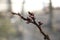 Apricot buds in spring close-up with focus on several individual flowers blurred background