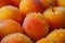 Apricot closeup photo. Generate Ai