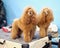 Apricot-colored poodle getting ready to be shown at the dog show