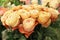 Apricot-colored rose bouquet, vintage variety close-up