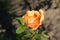 Apricot-colored rose of the 'Lady Emma Hamilton' variety - English Shrub Rose bred by David Austin