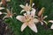 Apricot-colored spotted flowers of true lilies in June