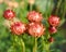 Apricot Colored Strawflowers