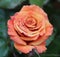 Apricot coloured rose