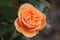 Apricot coloured rose