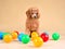 Apricot cute toy poodle puppy