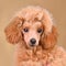 Apricot cute toy poodle puppy