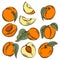 Apricot Drupe Fruit Similar to a Small Peach with Leaf and Sliced Pieces Showing Sweet Firm Flesh Vector Set