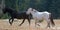 Apricot Dun Buckskin stallion and Black stallion wild horses running in the Pryor Mountains Wild Horse Range in Montana USA