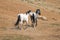 Apricot Dun Buckskin stallion and Blue Roan mare wild horses running in the Pryor Mountains Wild Horse Range in Montana