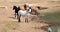 Apricot dun pale white buckskin stallion with herd of wild horses at waterhole in Pryor Mountains Wild Horse Range in Montana USA